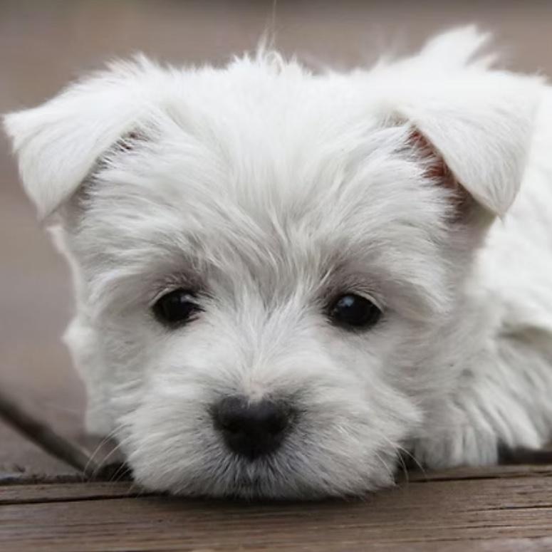 Our New Puppy (Coming Soon!)