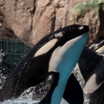 SeaWorld