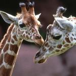 St. Louis Zoological Park