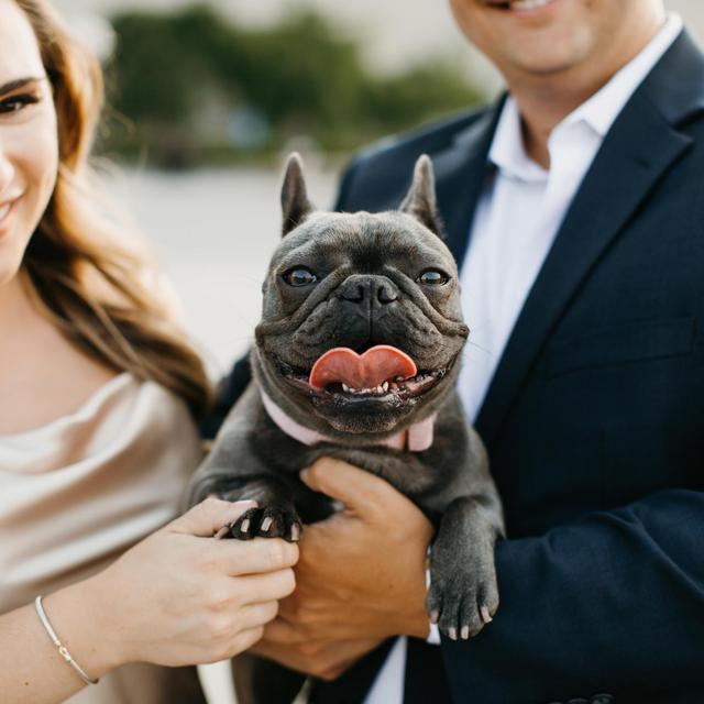 Wedding Day Pet Conceirge Service by WedPets