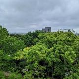 UTSWMC Rookery