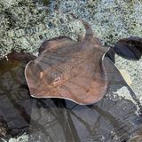 Tennessee Aquarium