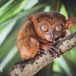 Philippine Tarsier Sanctuary