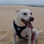 Jockey's Ridge
