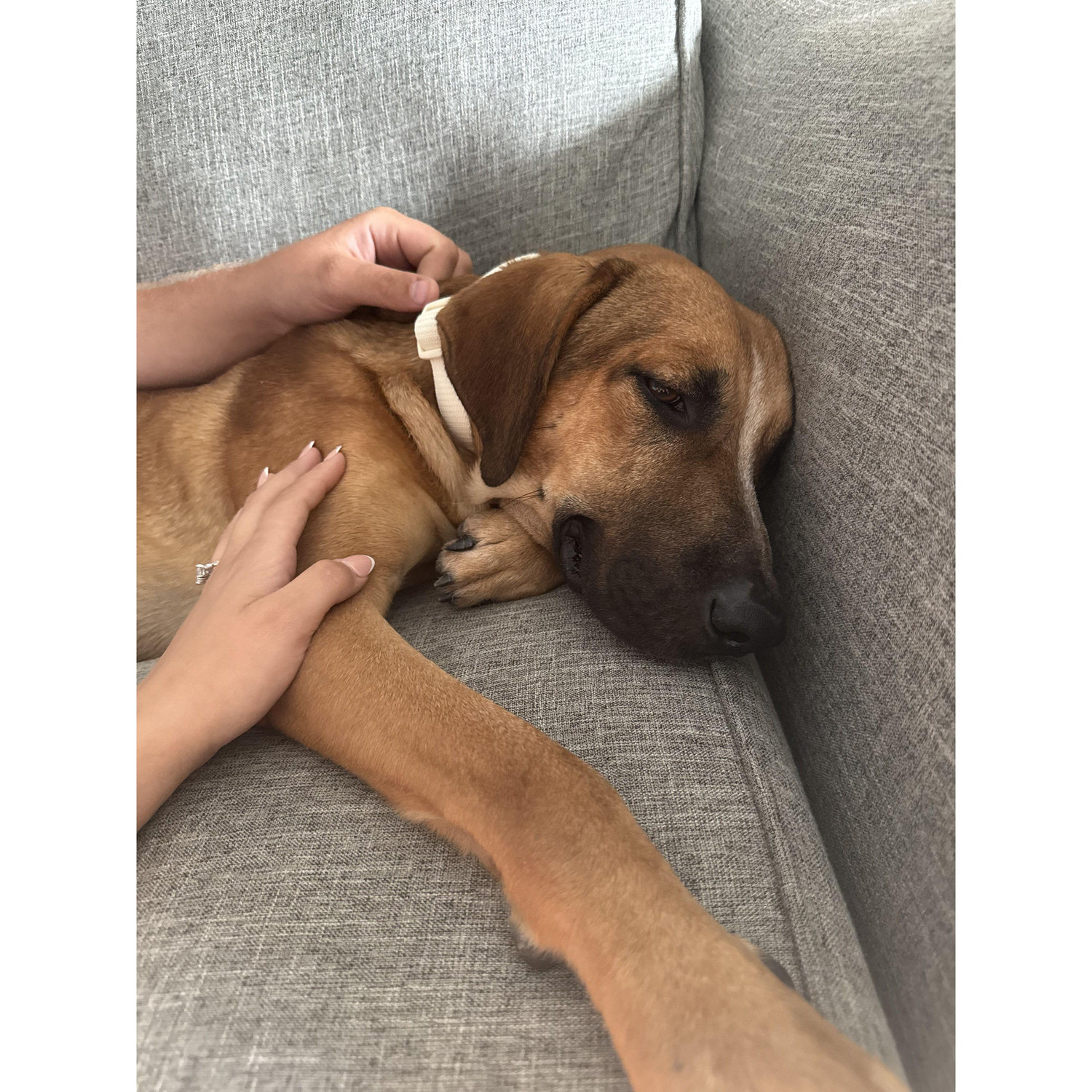 Jonas - The newest (and laziest) member of our little family