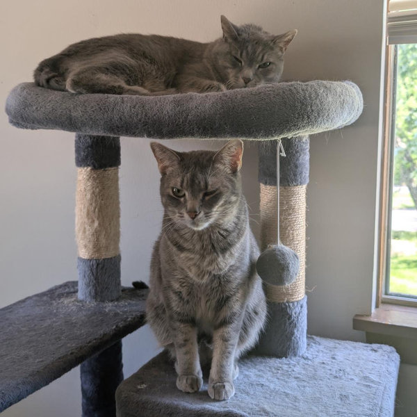 Pet Sitter For Our Honeymoon