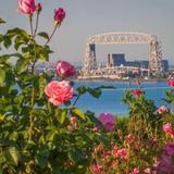 Duluth Rose Garden