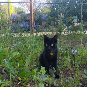 Colorado Kitty Coalition
