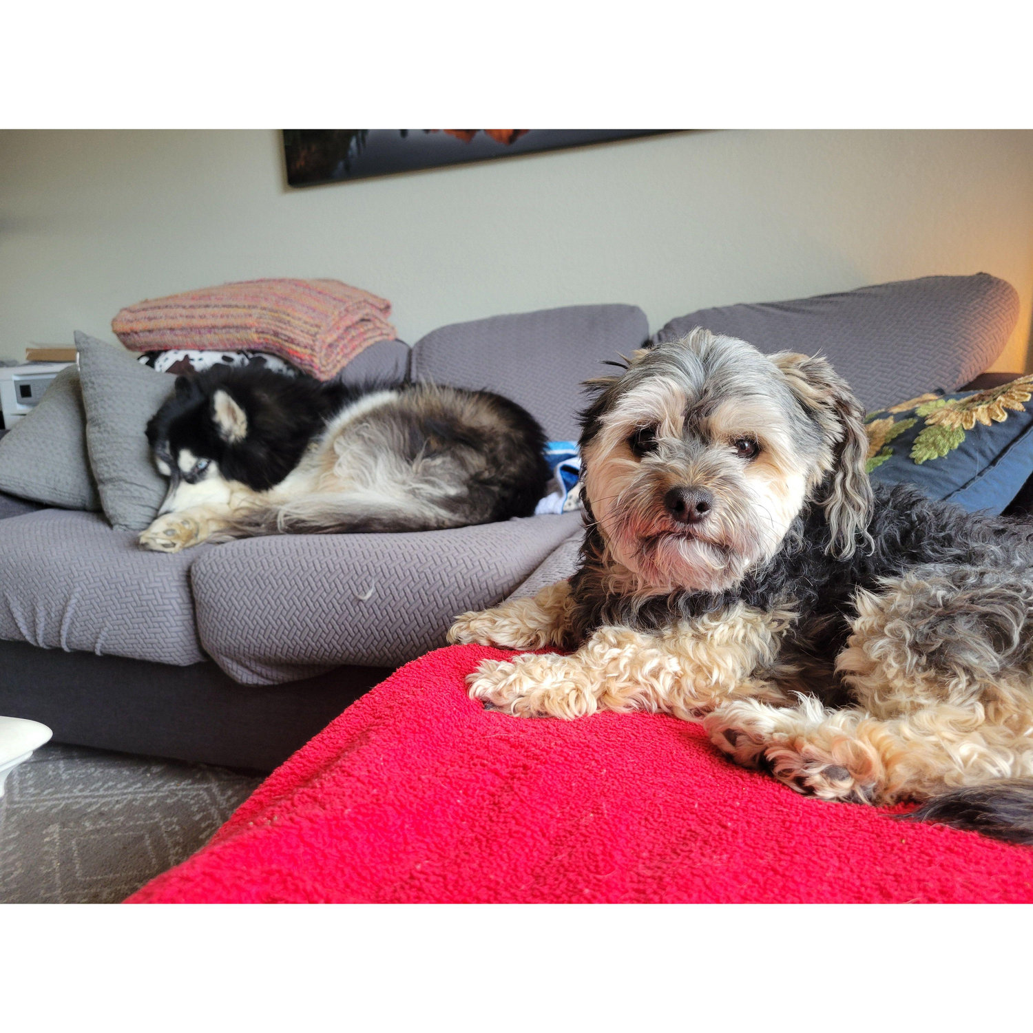 Kai and Bandit quickly became buddies