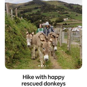 Hike With Rescued Donkeys (Honeymoon)