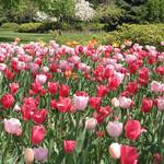 Sherwood Gardens