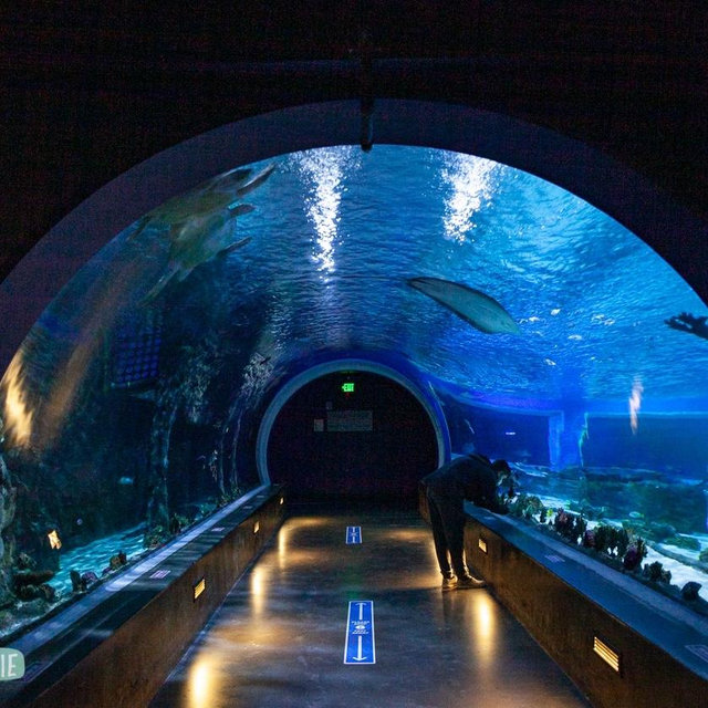 Aquarium Date