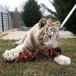 Chestatee Wildlife Preserve & Zoo