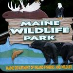 Maine Wildlife Park