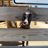 Fox's High Rock Farm