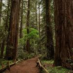 Armstrong Redwoods State Natural Reserve