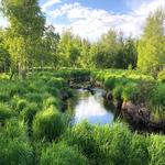Wasilla Creek Boardwalk Trail