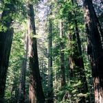 Prairie Creek Redwoods State Park