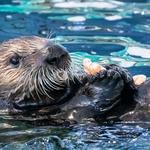 Aquarium of the Pacific