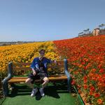The Flower Fields