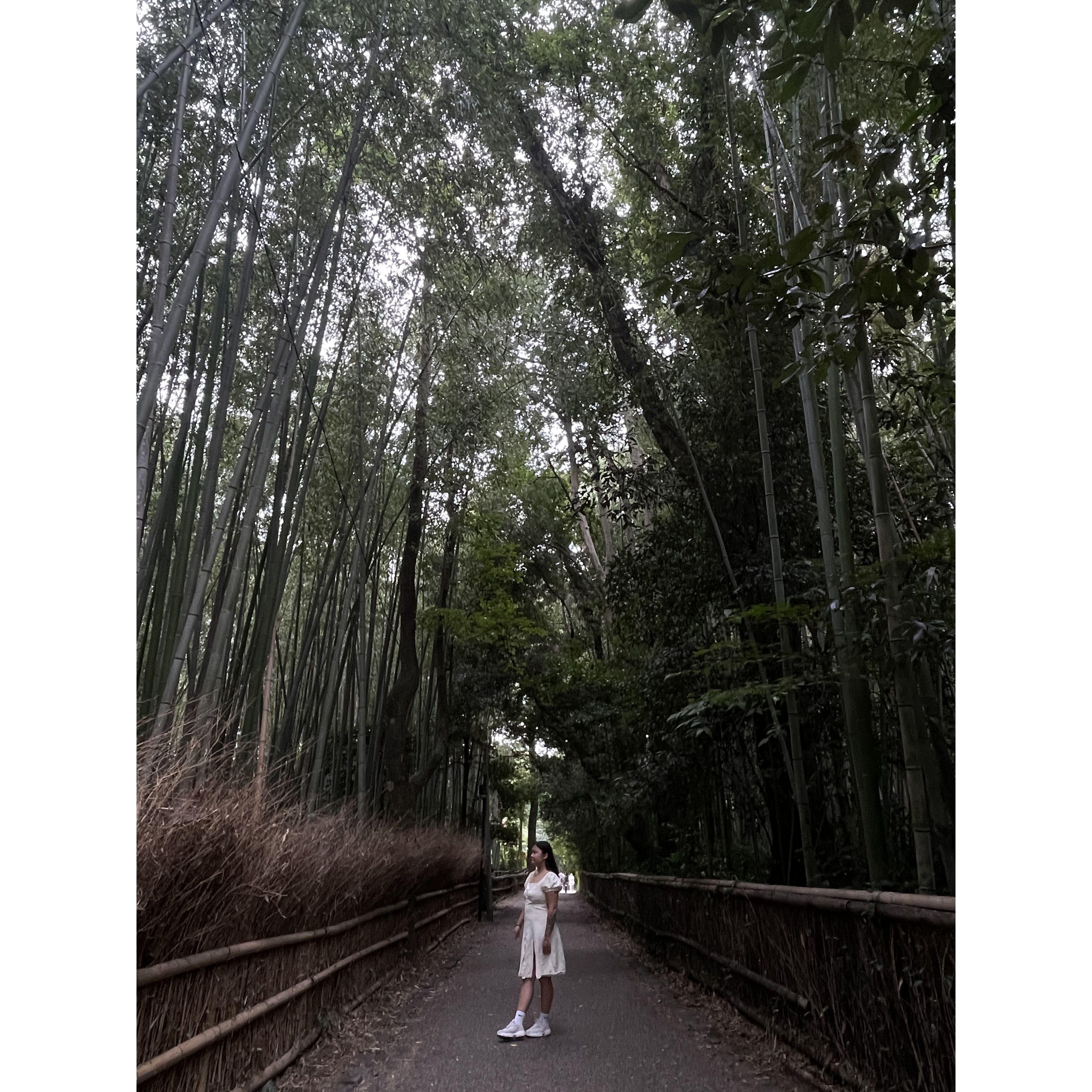 Bamboo forest