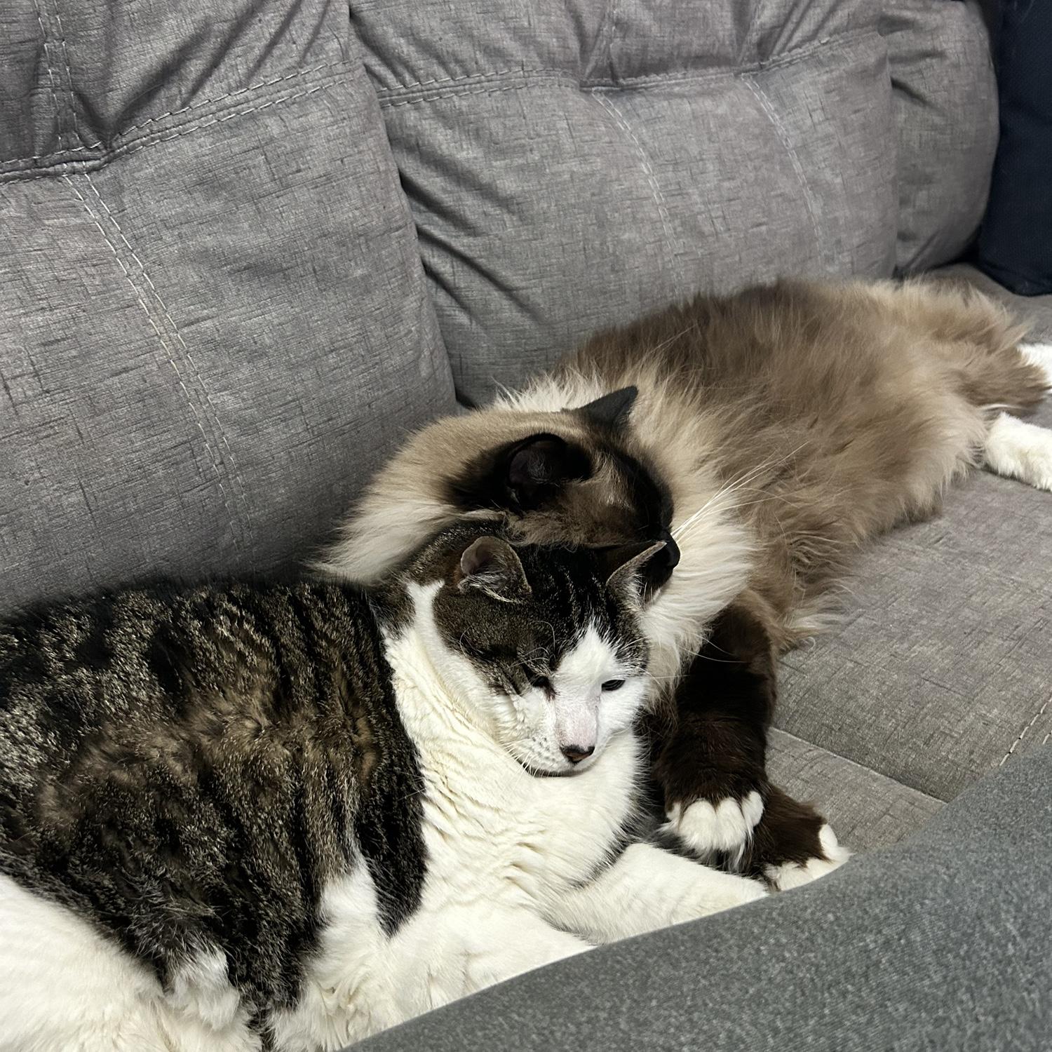 We love our fur babies!! Meet Ginabella and Ollie<3