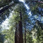 Muir Woods National Monument