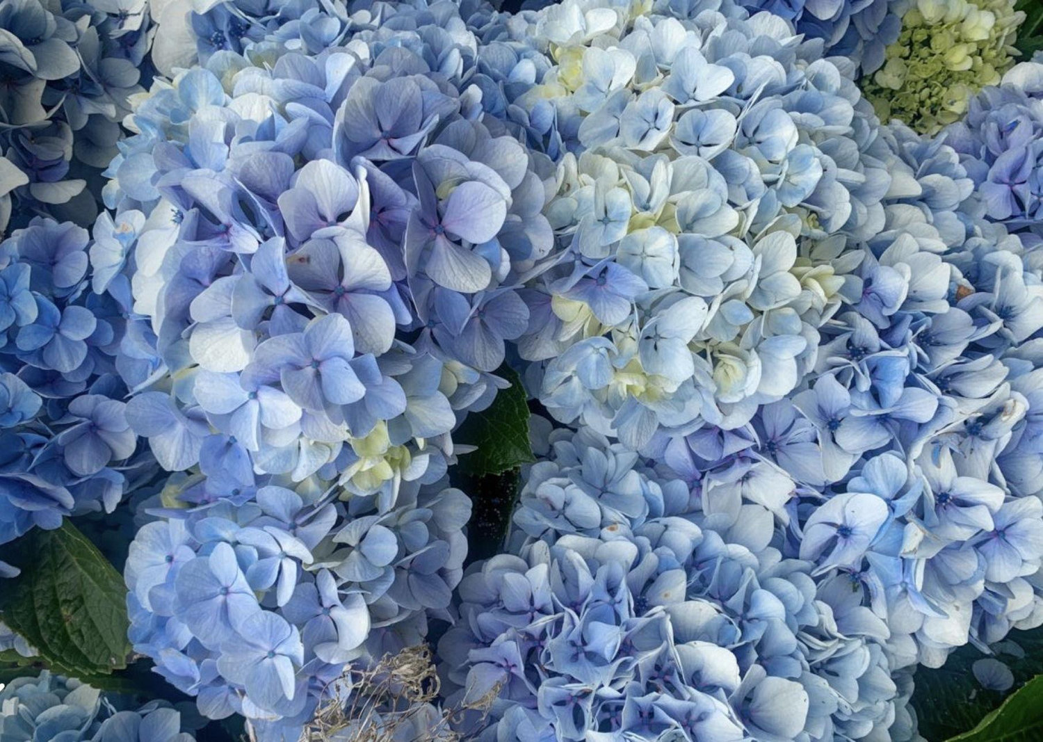 The Wedding Website of Alyssa Cerroni and Christopher Dellavecchia