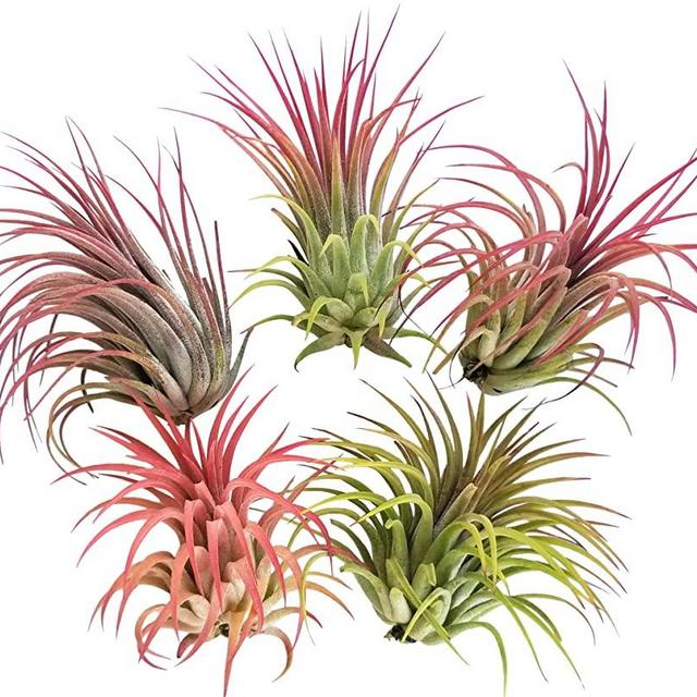 5 Large Air Plants Tillandsia Ionantha Variety - Live Tropical House Plants for Home Decor, DIY Terrariums