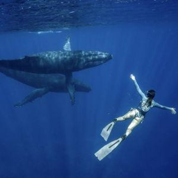 Swimming with the Whales in Tahiti