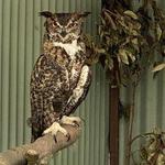 California Raptor Center