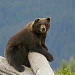 Alaska Wildlife Conservation Center