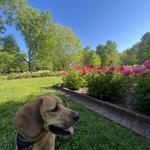 Ashland - The Henry Clay Estate