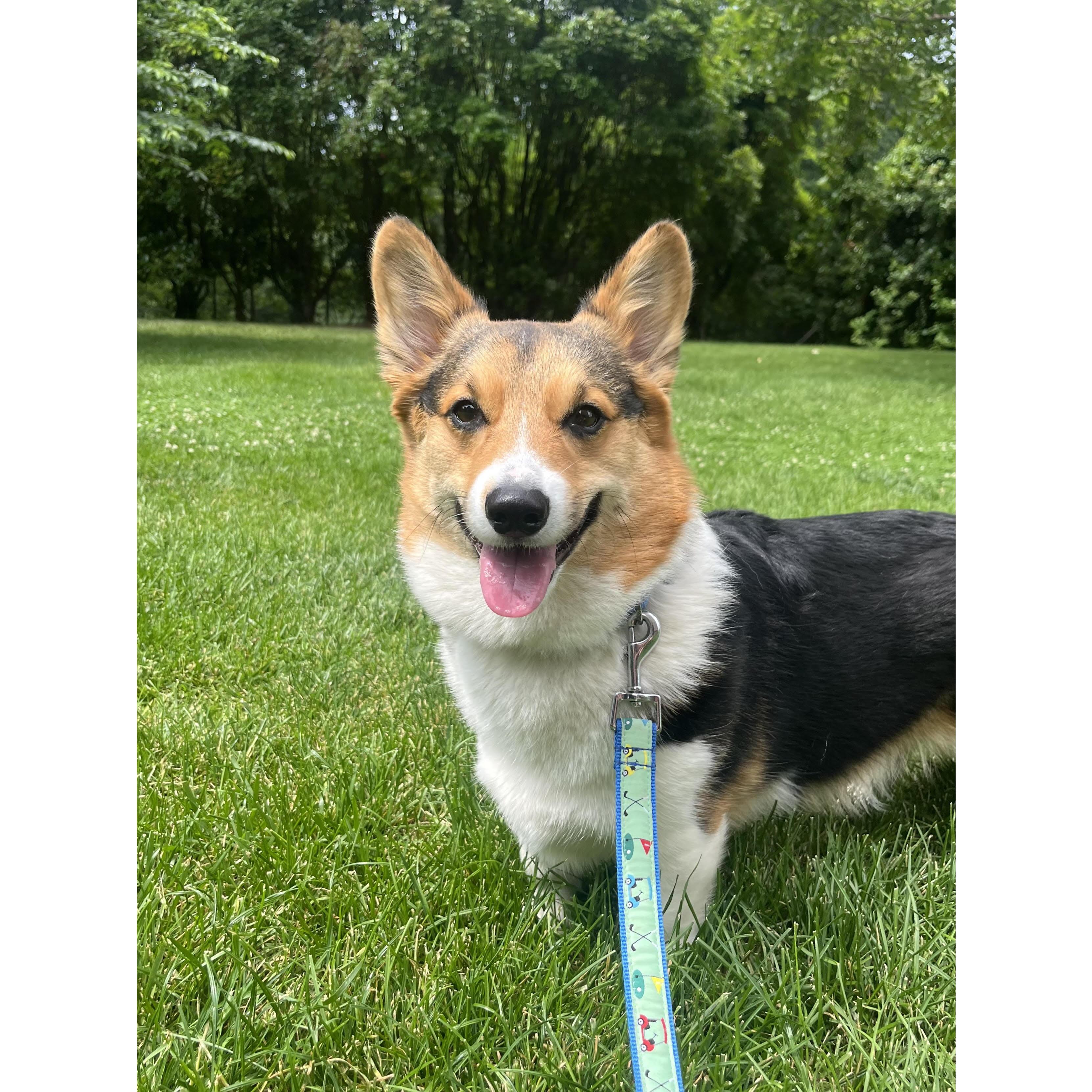 Our corgi, Scout!