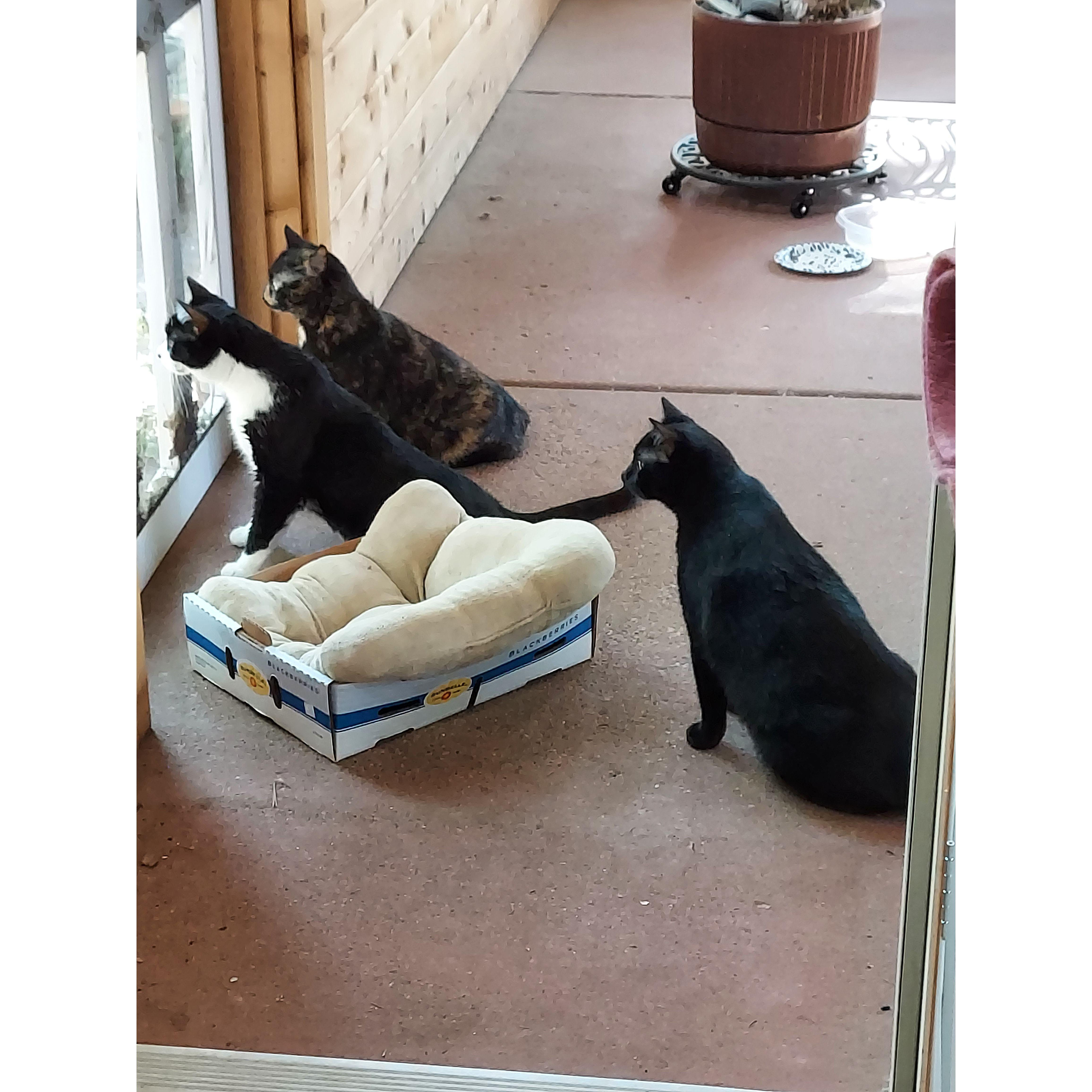 The three creatures we share the house with. It's their house, we just live here.
