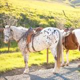 Madonna Inn Trail Rides