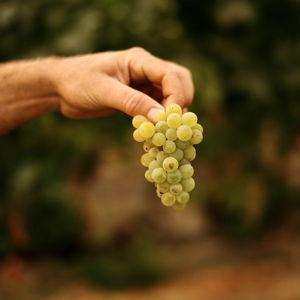 Santa Ynez Valley Home Essentials