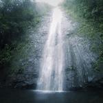Manoa Falls Hike
