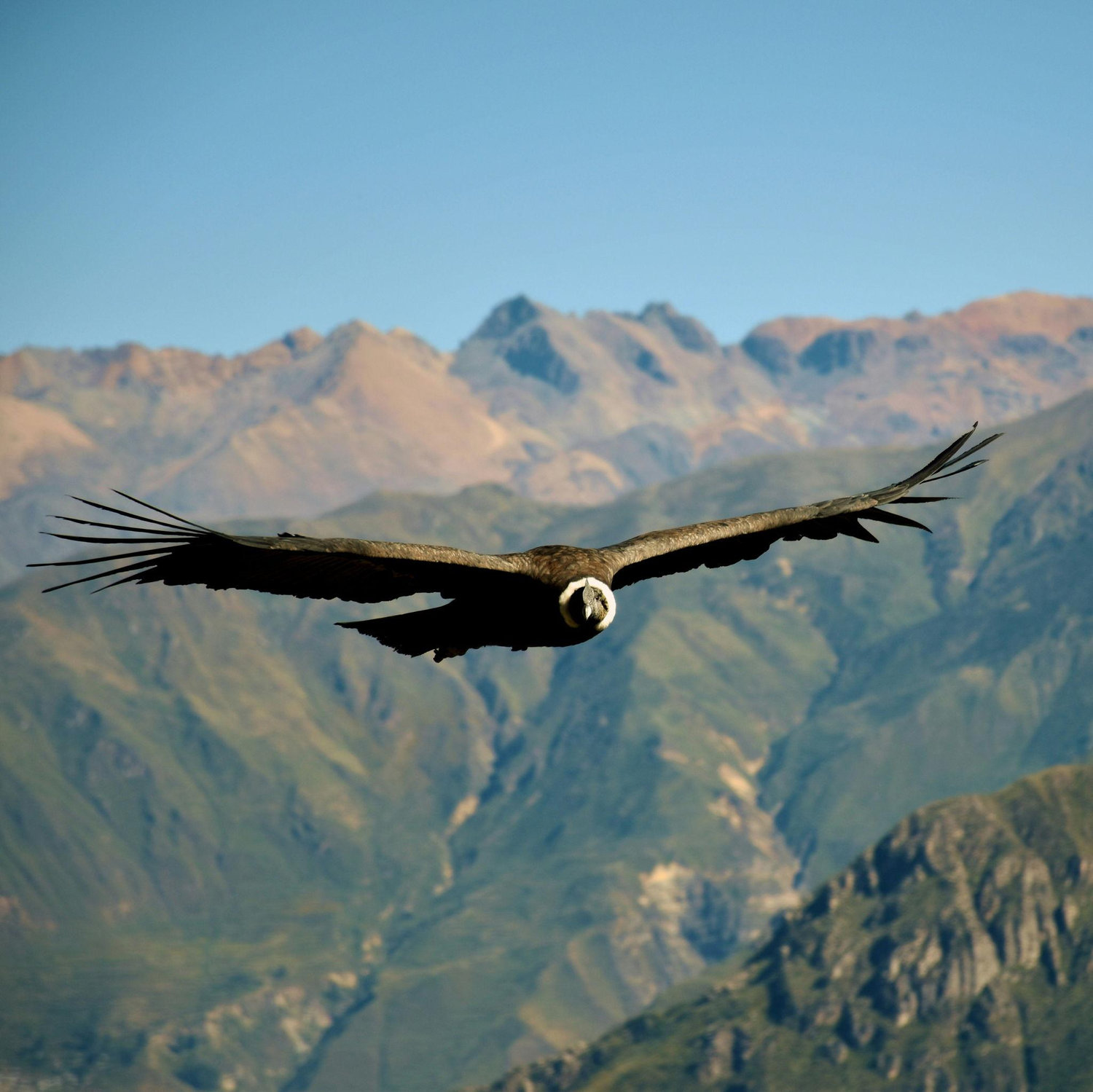 Condor in the Andes