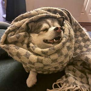 Dog Overnight+Daycare