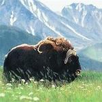 Guided Musk Ox Farm Tour