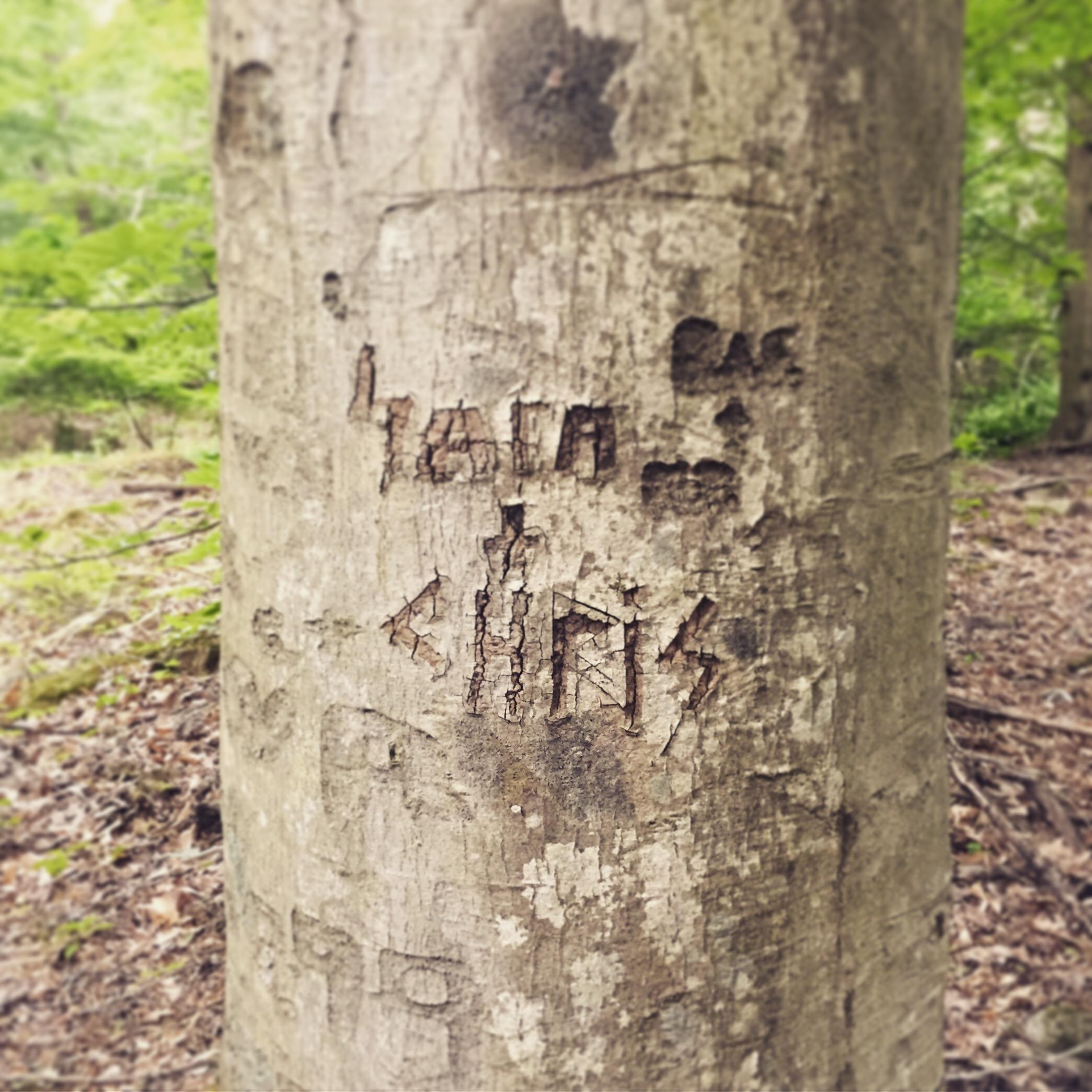 The tree at Hungry Run where Sara and Chris carved their names before heading off to college in 2005.