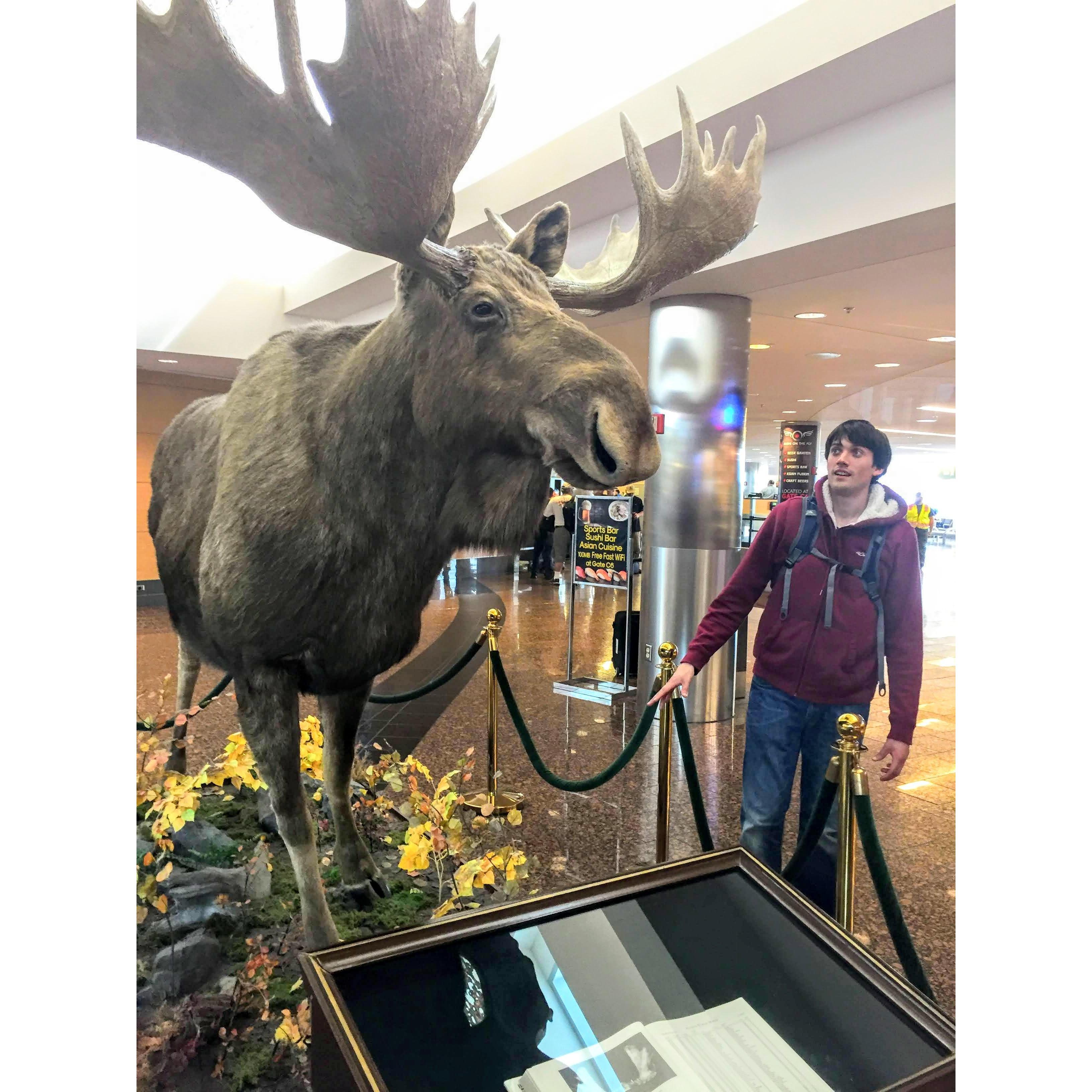 Anchorage, Airport - Leaving from Alaska trip. We got to see the female moose on the bus ride.