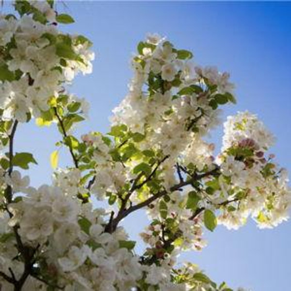 Fruit Tree / Flowering Tree Fund