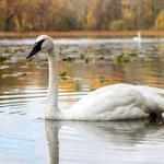 Kellogg Bird Sanctuary