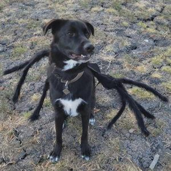 Help Askas dream of becoming a spider dog come true!