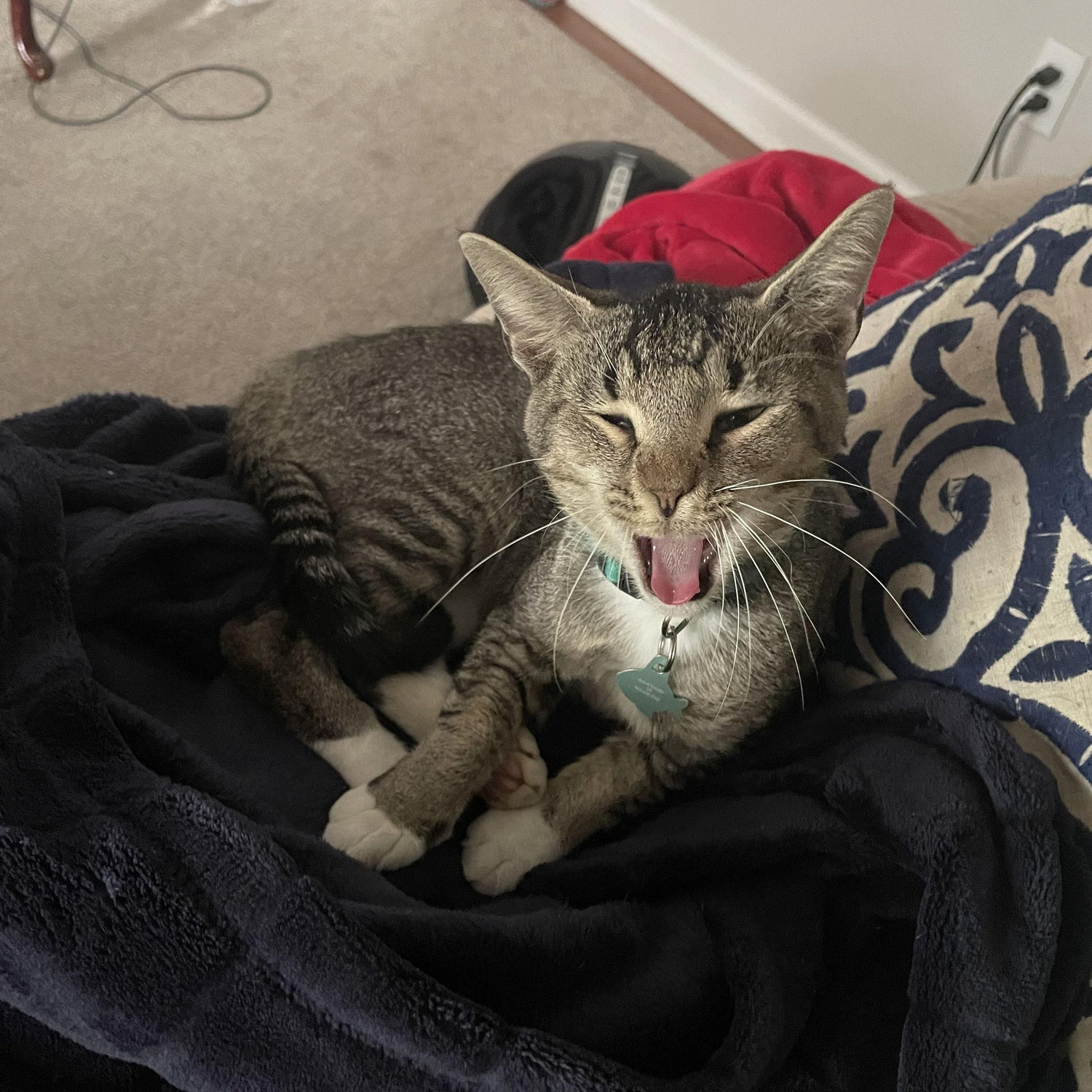 Stanlee mid yawn.
