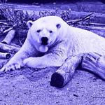 Saint Louis Zoo