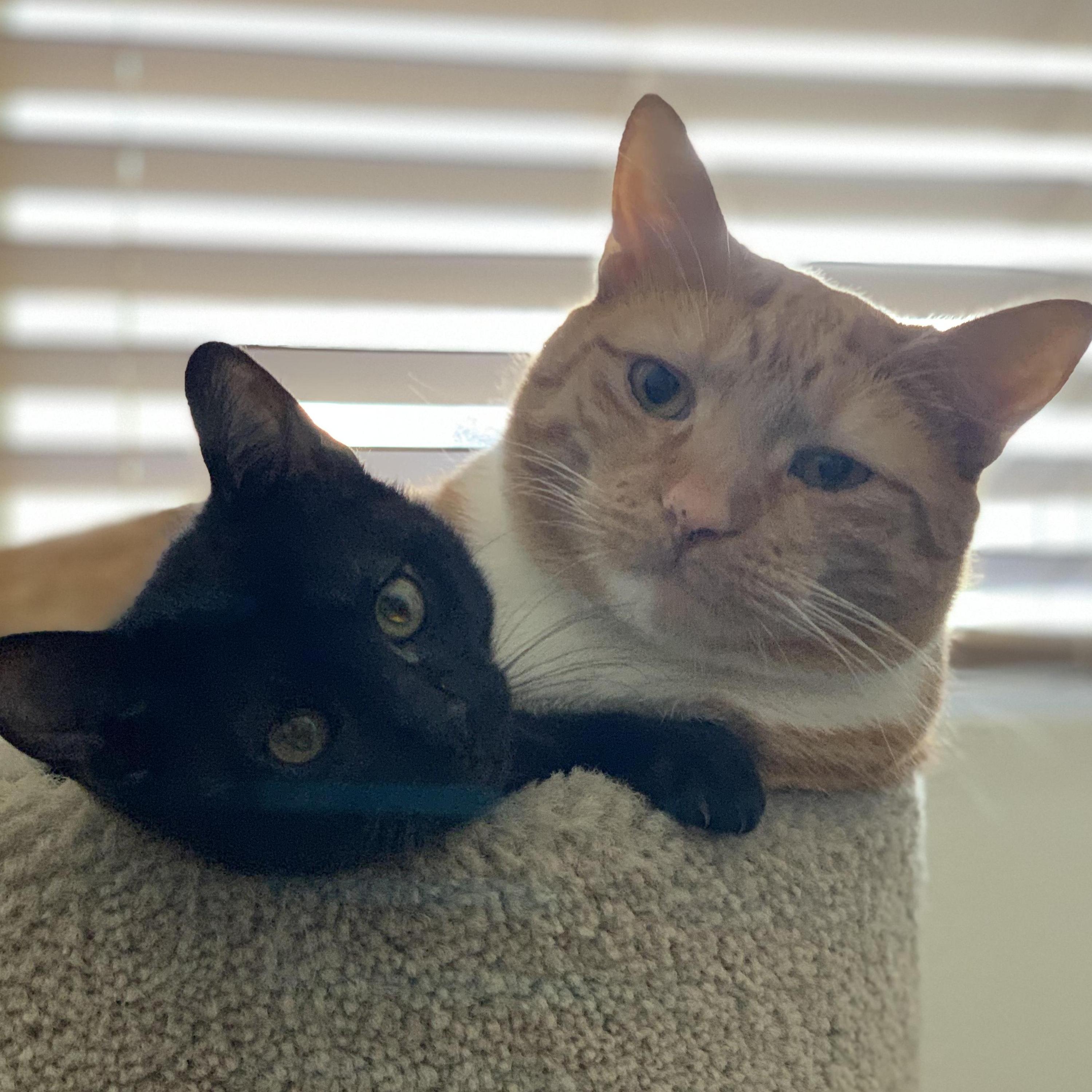 Our babies, Beef and Fritz!