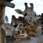 Cheyenne Mountain Zoo